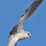11SB9810 White-tailed Kite